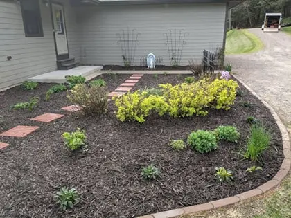 softscape-420pxw A landscaped front yard with a stone path leading to a house entrance, surrounded by mulch, small green shrubs, and a yellow bush, bordered by a driveway and a lawn.